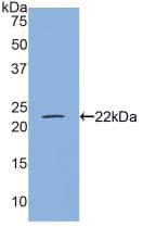 MYL4 Antibody (aa4-187, APC)