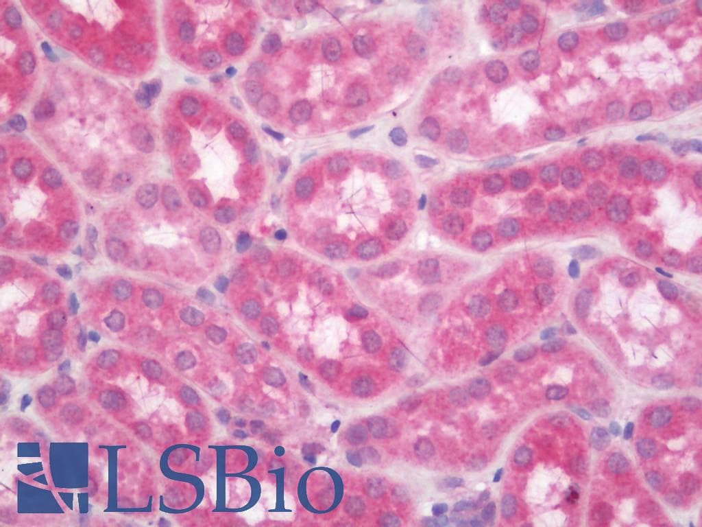 IHC-plus™ APG5 / ATG5 Antibody (aa1-50)