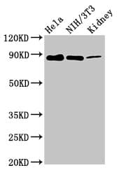 PTP-PEST / PTPN12 Antibody