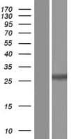 TATDN3 Protein (Over-Expression Lysate Myc-DDK (Flag))