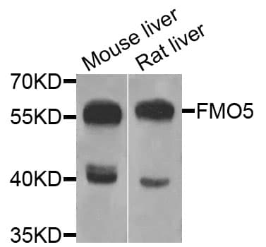 FMO5 Antibody