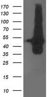 DOK2 Antibody (clone OTI3D6)