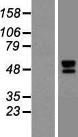 DNAJA3 / TID1 Protein (Over-Expression Lysate Myc-DDK (Flag))