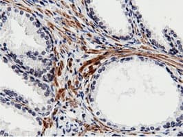 BTN1A1 Antibody (clone OTI7B5)