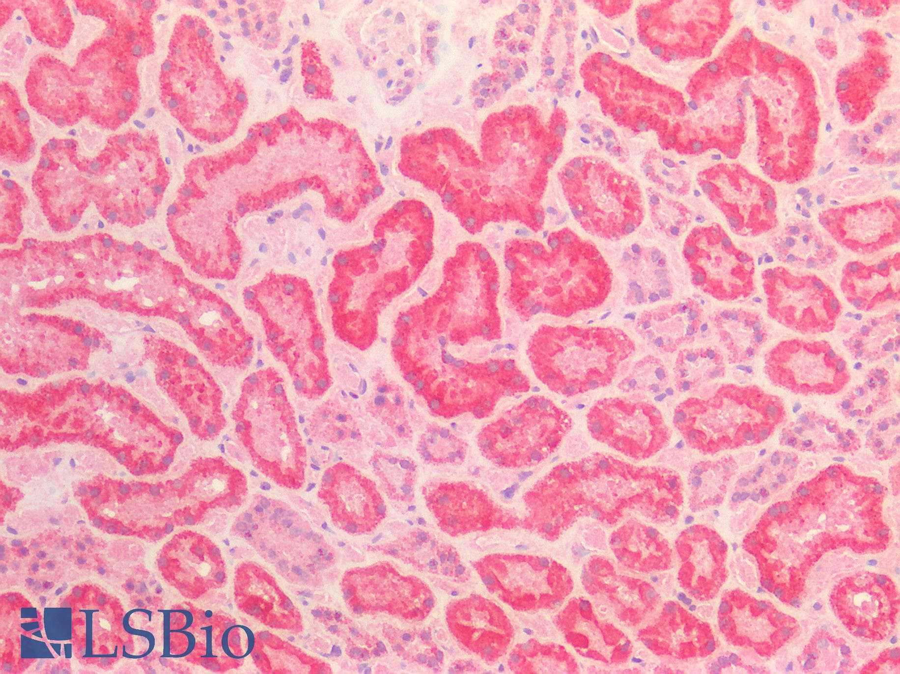 IHC-plus™ AIFM1 / AIF / PDCD8 Antibody