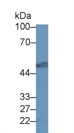 PA2G4 / EBP1 Antibody (aa2-394, APC)