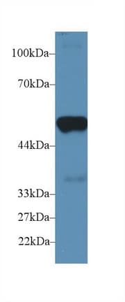 PTGES2 Antibody (aa144-384)