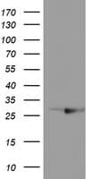 RABL2A Antibody (clone OTI4A3)