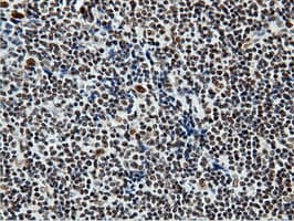 NT5DC1 Antibody (clone OTI3H2)
