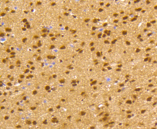 Monoclonal Rabbit anti-Human CREB1 / CREB Antibody (IHC, IF, WB)