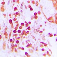 CSTF1 Antibody (N-Terminus)