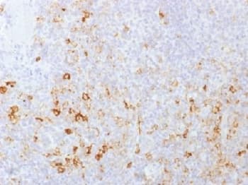 SELPLG / PSGL-1 / CD162 Antibody (clone PSGL1/1601)