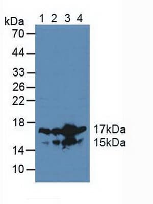 HMGN2 Antibody (aa2-81, Biotin)