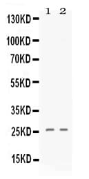 CXCL4 / PF4 Antibody