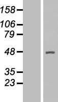 Human ACTR2 / ARP2 Protein (Over-Expression Lysate Myc-DDK (Flag))