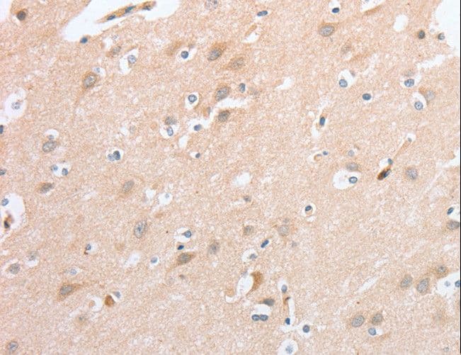 SIGLEC9 Antibody