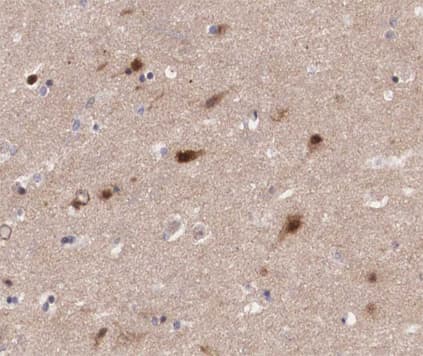PRAF2 Antibody