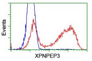 Monoclonal Mouse anti-Human XPNPEP3 Antibody (clone OTI4B8, IHC, IF, WB)