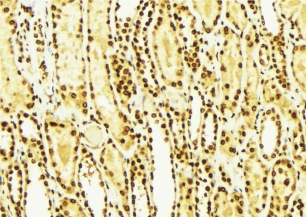 Polyclonal Rabbit anti-Human GSK3B / GSK3 Beta Antibody (IHC, IF, WB)
