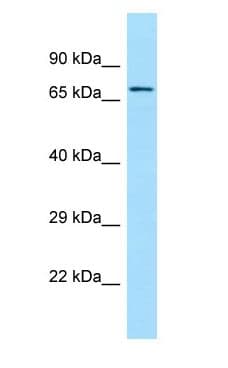 SGPL1 Antibody (aa483-532)