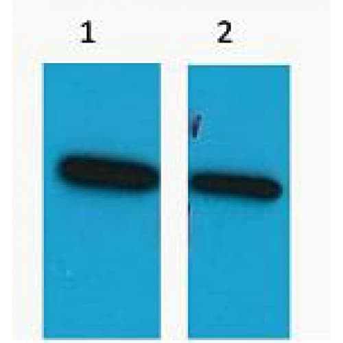 Polyclonal Rabbit ECFP Tag Antibody (WB)