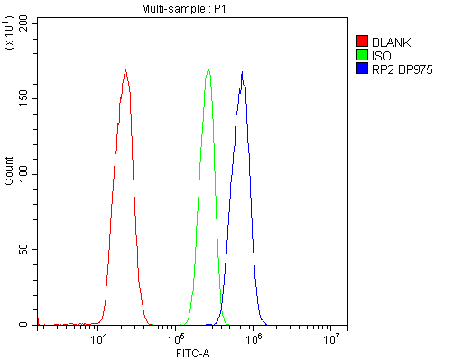 Polyclonal Rabbit anti-Human RP2 Antibody (IHC, WB)