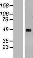 CCDC51 Protein (Over-Expression Lysate Myc-DDK (Flag))
