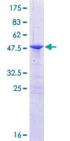 Human NABP1 / OBFC2A Protein (Recombinant GST)