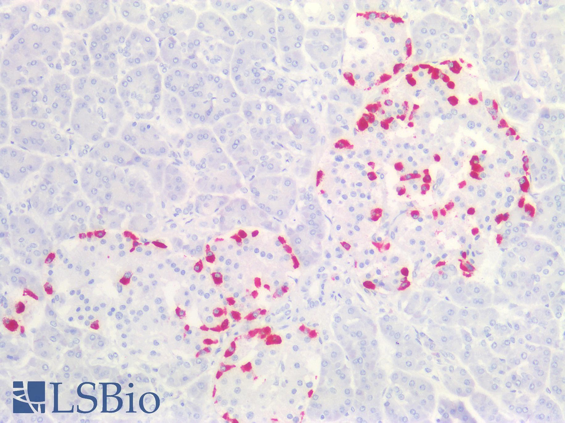PathPlus™ GCG / Glucagon Antibody (Internal)