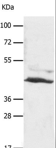 SLC16A7 / MCT2 Antibody