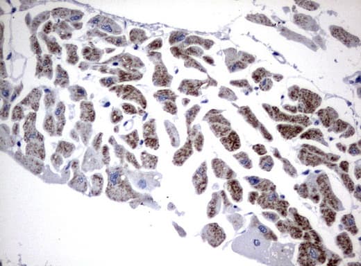 Monoclonal Mouse anti-Human FGF21 Antibody (clone UMAB71, aa29-209, IHC, IF)