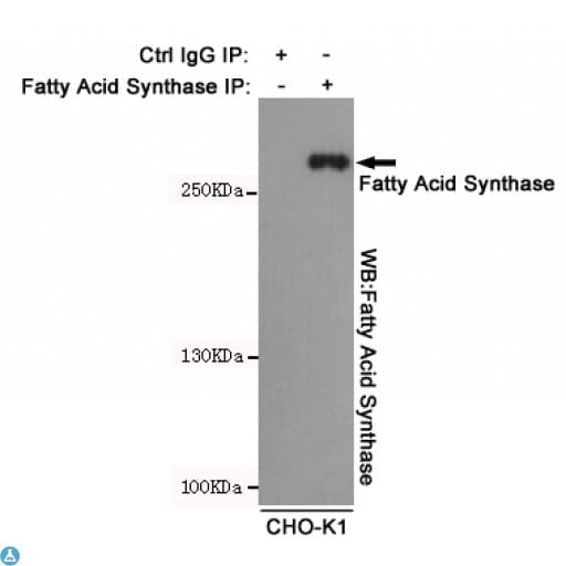 FASN / Fatty Acid Synthase Antibody