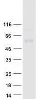 Human TGFB3 / TGF Beta3 Protein (Recombinant Myc-DDK (Flag))