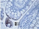 TLR3 Antibody (clone 40C1285.6)