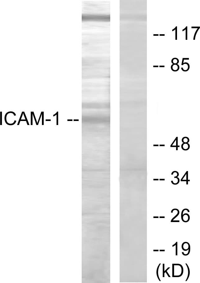 Polyclonal Rabbit anti-Human ICAM-1 / CD54 Antibody (aa479-528, WB)