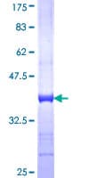 Human CPNE4 Protein (Recombinant GST, N-terminus)