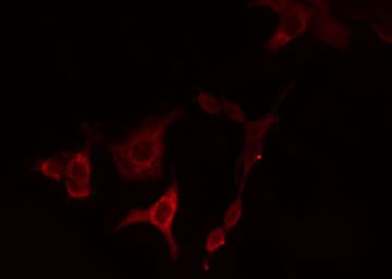 HSD3B7 Antibody