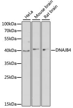 DNAJB4 Antibody