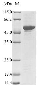 Mouse NRL Protein (Recombinant 10His-SUMO, N-terminus + Myc, C-terminus)
