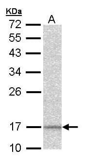 NDUFA12 / B17.2 Antibody (aa1-145)