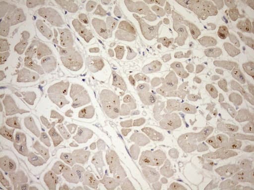 TCAP / Telethonin Antibody (clone OTI6D3, Carrier-free)