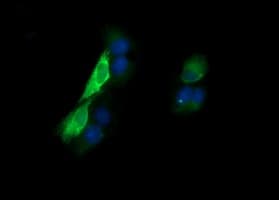 KLK8 / Kallikrein 8 Antibody (clone OTI1H6)