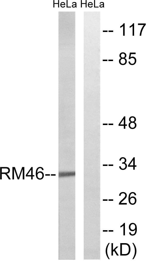 IHC-plus™ Polyclonal Rabbit anti-Human MRPL46 Antibody (aa111-160, IHC, WB)