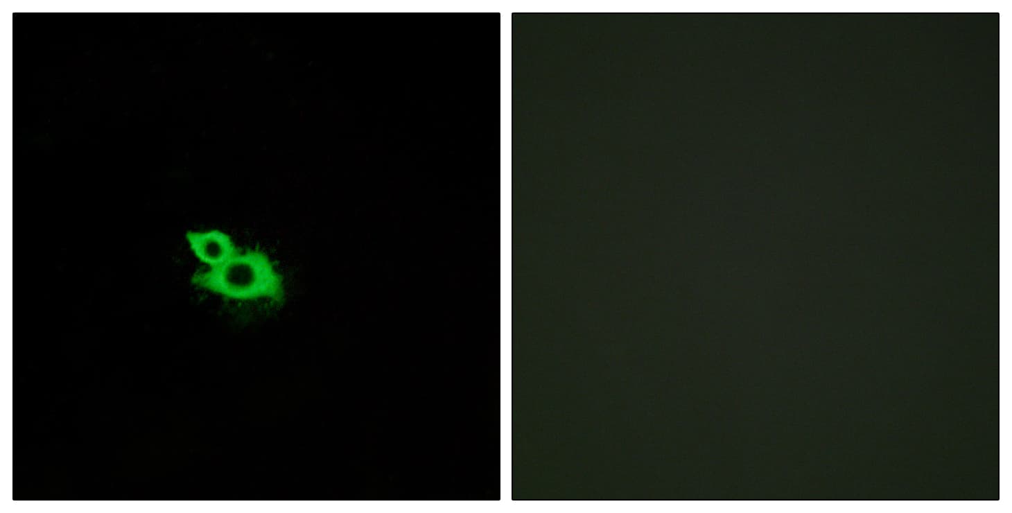 Polyclonal Rabbit anti-Human OR2A1 Antibody (aa241-290, IF)