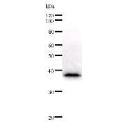 FOS / c-FOS Antibody (clone 554C1a)
