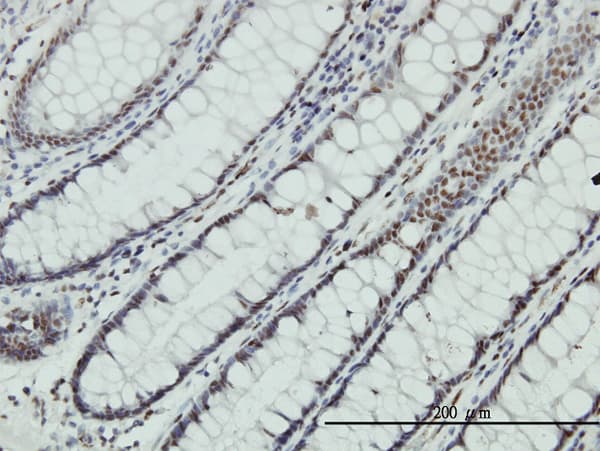 ZNF143 / STAF Antibody (clone 3A7)