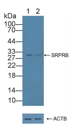 Polyclonal Rabbit anti-Mouse SRPRB Antibody (aa56-269, WB)