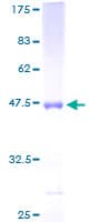 Human APOM / Apolipoprotein M (Recombinant GST)