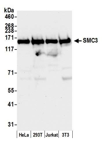 SMC3 / HCAP Antibody (aa1175-C-term)