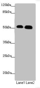ATMIN Antibody